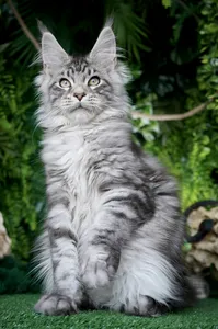 Котенок мейн-кун