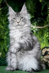 Котенок мейн-кун