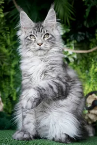 Котенок мейн-кун