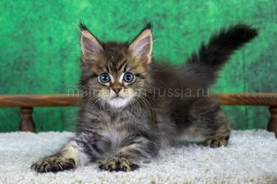 Wyatt — Maine Coon kitten, Black classic Tabby (Brown) MCO n 22
