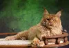 Napoleon