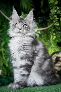 Котенок мейн-кун