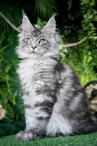 Котенок мейн-кун