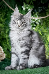 Котенок мейн-кун