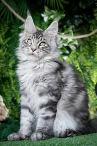 Котенок мейн-кун