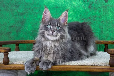 Ferdinand — Maine Coon kitten, Blue classic Tabby MCO a 22