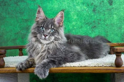 Ferdinand — Maine Coon kitten, Blue classic Tabby MCO a 22