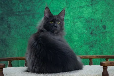 Котенок мейн-кун