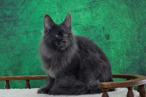 Котенок мейн-кун