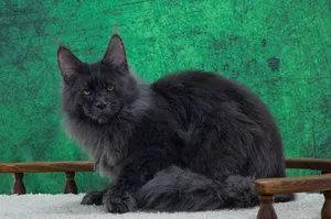 Котенок мейн-кун