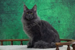 Котенок мейн-кун