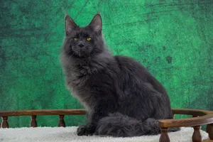 Котенок мейн-кун