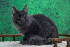 Котенок мейн-кун