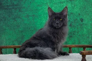 Котенок мейн-кун