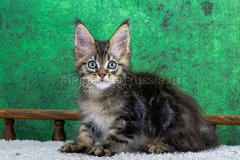 Maine Coon kitten Black classic Tabby (Brown) MCO n 22 Boy