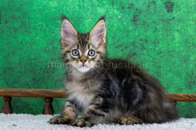 Wyatt — Maine Coon kitten, Black classic Tabby (Brown) MCO n 22