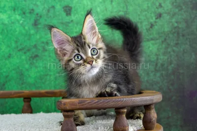 Wyatt — Maine Coon kitten, Black classic Tabby (Brown) MCO n 22