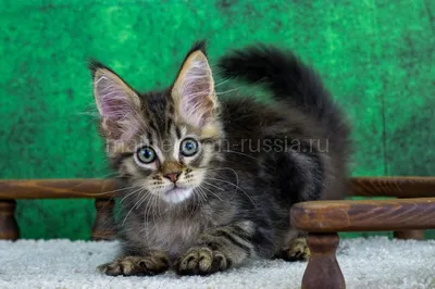 Wyatt — Maine Coon kitten, Black classic Tabby (Brown) MCO n 22