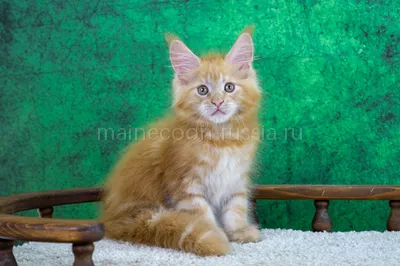 Adel — Maine Coon kitten, Red Classic Tabby MCO d 22