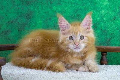 Adel — Maine Coon kitten, Red Classic Tabby MCO d 22
