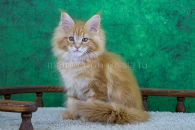 Markiza — Maine Coon kitten, Red Classic Tabby MCO d 22
