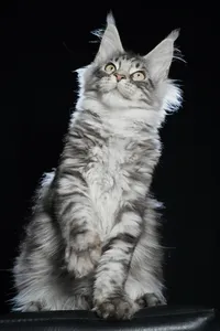 Котенок мейн-кун