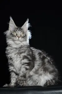 Котенок мейн-кун