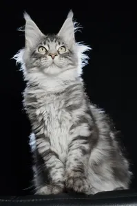 Котенок мейн-кун