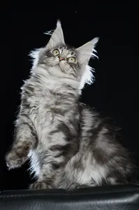 Котенок мейн-кун