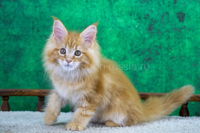 Maine Coon kitten Red Classic Tabby MCO d 22 Girl