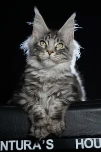 Котенок мейн-кун