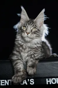 Котенок мейн-кун