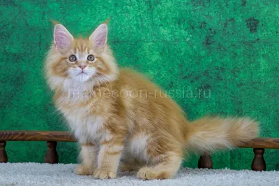 Markiza — Maine Coon kitten, Red Classic Tabby MCO d 22