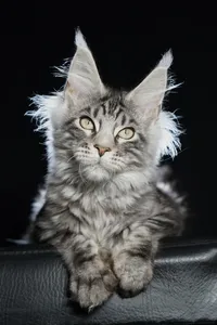 Котенок мейн-кун