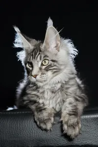 Котенок мейн-кун