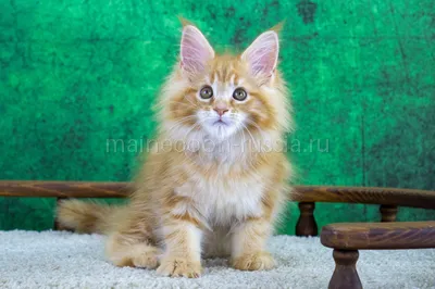 Markiza — Maine Coon kitten, Red Classic Tabby MCO d 22