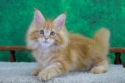 Markiza — Maine Coon kitten, Red Classic Tabby MCO d 22
