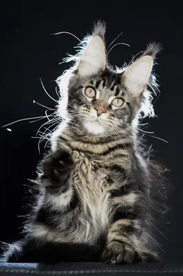Котенок мейн-кун