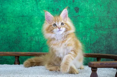Markiza — Maine Coon kitten, Red Classic Tabby MCO d 22