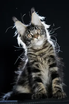 Котенок мейн-кун