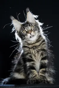 Котенок мейн-кун
