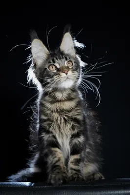 Котенок мейн-кун