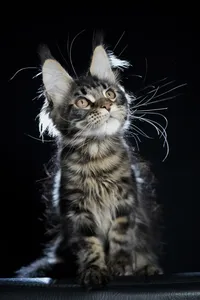 Котенок мейн-кун