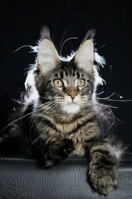 Котенок мейн-кун