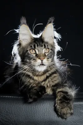 Котенок мейн-кун