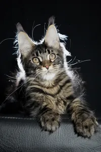 Котенок мейн-кун