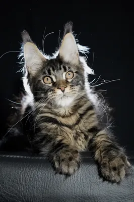 Котенок мейн-кун