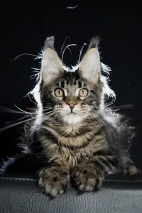 Котенок мейн-кун