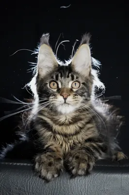 Котенок мейн-кун