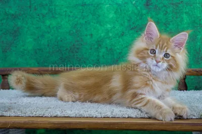 Markiza — Maine Coon kitten, Red Classic Tabby MCO d 22
